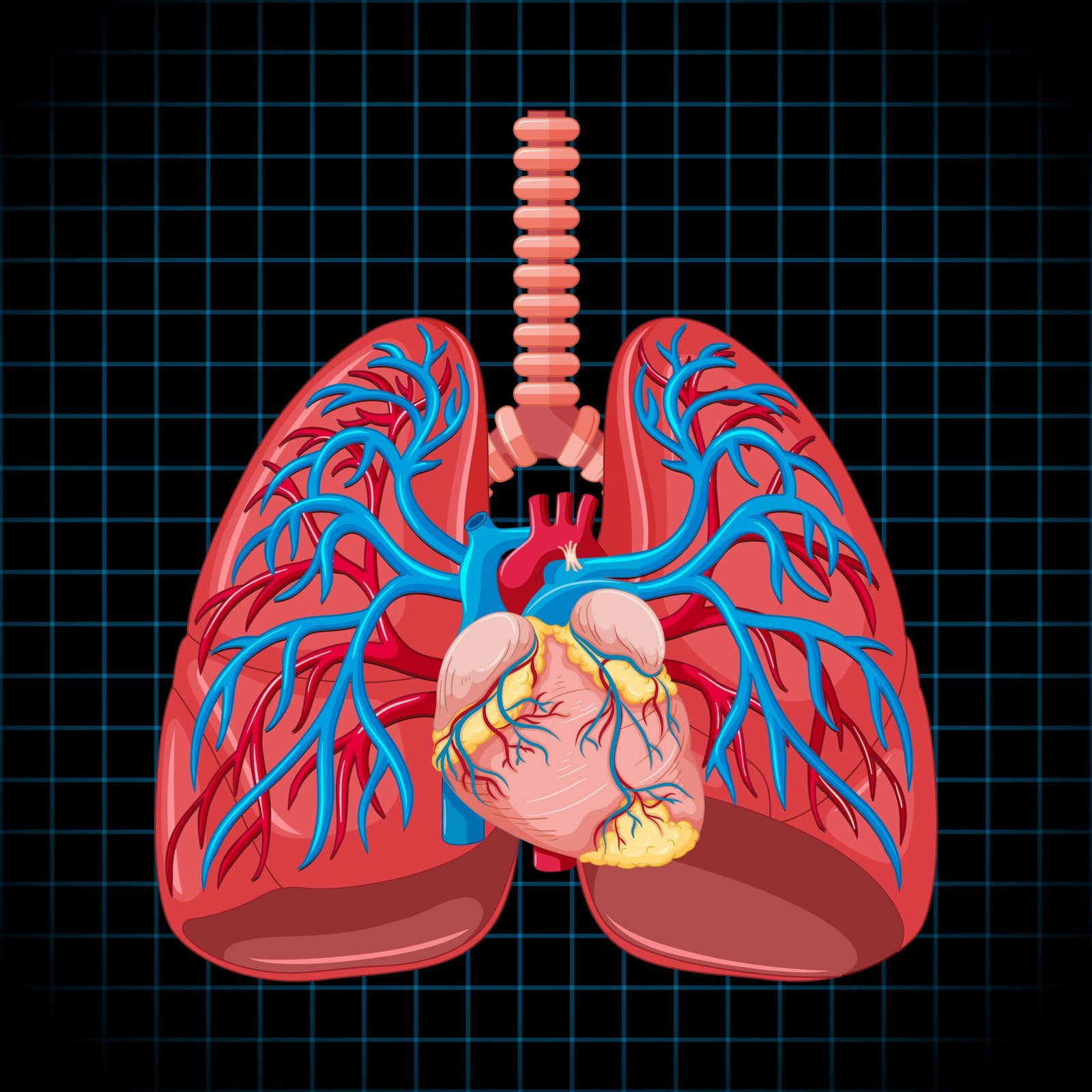 Human internal organ with lungs Low-dose CT lung scan reference illustration