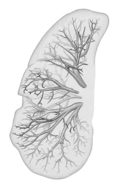 Lung